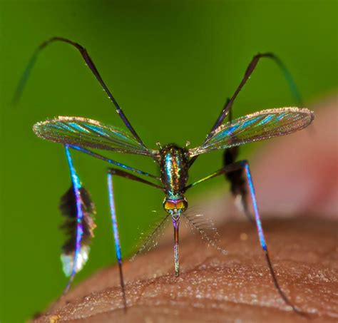 Mosquito Endangered Species Peepsburghcom