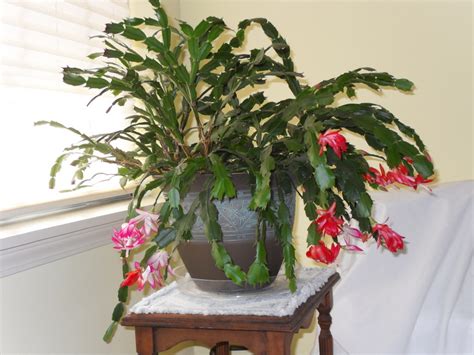 Other issues can be lack of nutrients but christmas cacti don't like to be overfed either. Christmas Cactus (growing, tree, cacti, south) - Garden ...