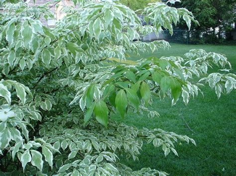This is certainly a specimen quality tree for adding interest to any landscape. PlantFiles Pictures: Cornus, Chinese Dogwood, Japanese ...