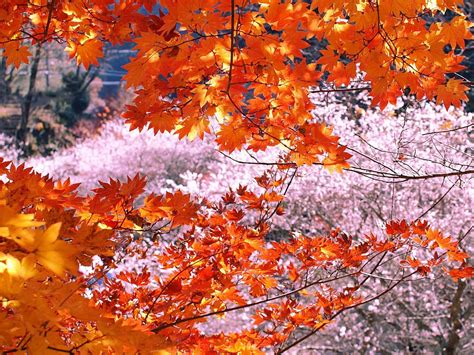 Enjoy Cherry Blossoms In Autumn In Japan Japan Travel Guide Jw Web