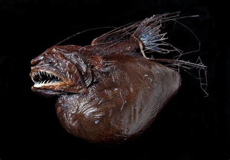 海中生物鮟鱇魚兩性關係怪異：雄魚性寄生雌魚 每日頭條