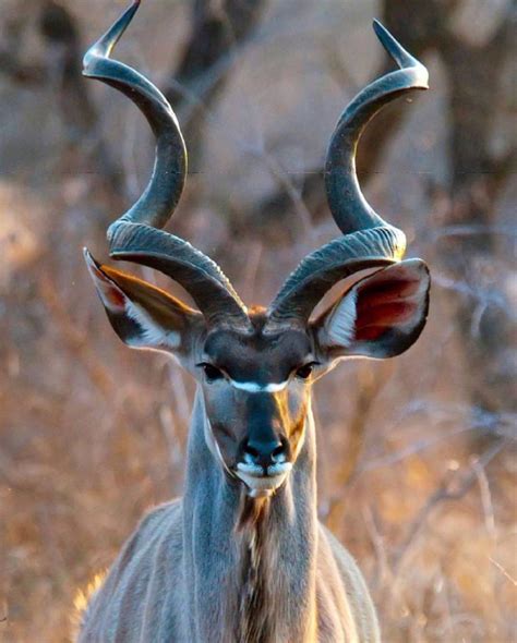 Kudu Rpics