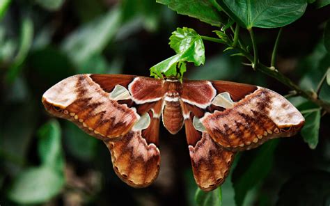 atlas moth animal  fandom powered  wikia