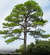 Image result for Pics of Loblolly Pine