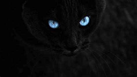 Black Cat With Blue Eyes On A Black Background Wallpapers And Images Wallpapers Pictures Photos