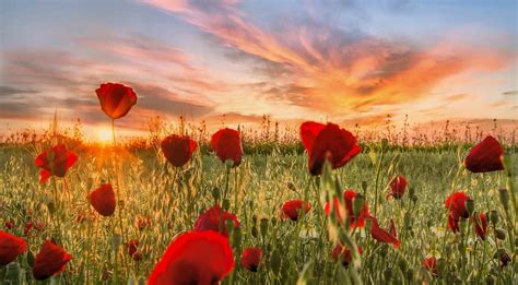 Poppy Field At Sunset Wallpapers Wallpaper Cave