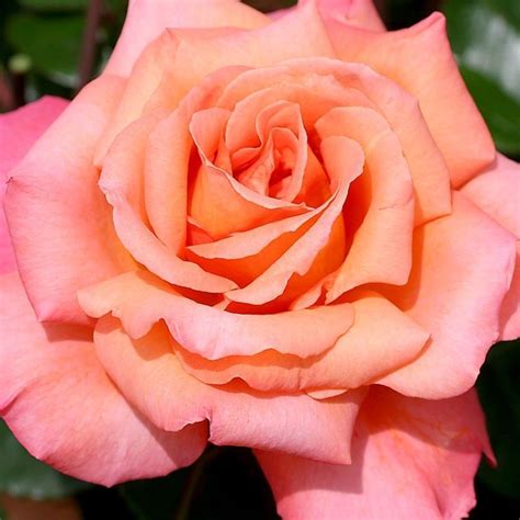 Folklore™ One Of The Very Few Hybrid Tea Roses That Produce A Perfect
