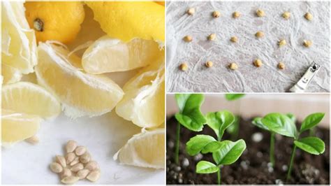 How To Grow Lemon Trees From Seed And Other Citrus Fruits