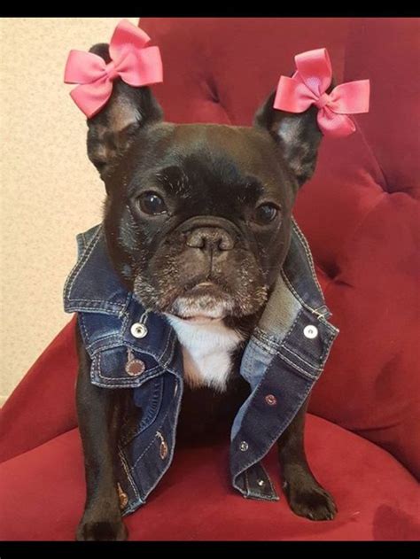 We've compiled the cutest and best names for male and female frenchies! 1000+ images about Frenchton Bull Dogs! on Pinterest ...