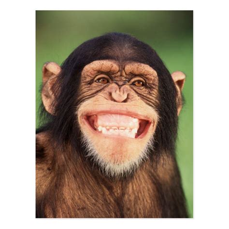 Getty Images Brings To You This Chimpanzee Smiling Ear To Ear Let This