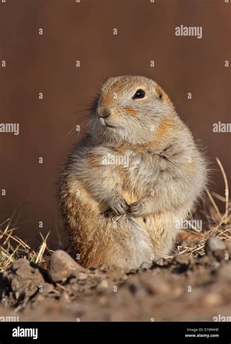 Richardsons Ground Squirrel Urocitellus Richardsonii In Saskatoon