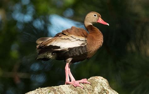 Black Bellied Whistling Duck Facts Habitat Lifespan Pictures