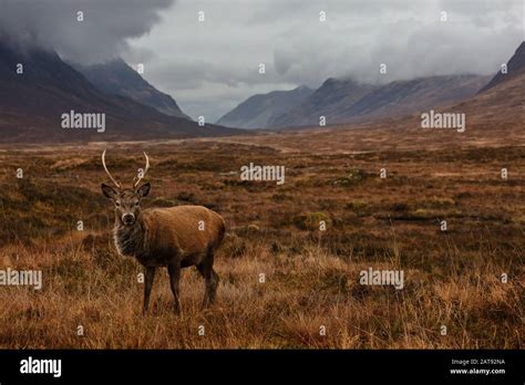 Red Deer Stag Glencoe Stock Photo Alamy