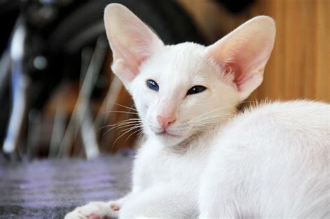 Learn more about cats with ear tufts and cat cat ear tufts, sometimes known as lynx tips, are the fur that grows from the tips of the ears. Common Health Concerns of White Cats « White Cat World