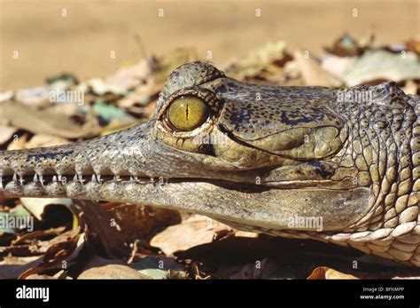 Gharial Crocodile Gavial Crocodile Fish Eating Crocodile Gavialis