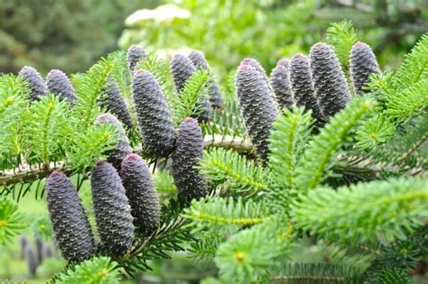 Such merchandise is available in country of manufacture: conifers: pruning, best cultivars and more, with longwood ...