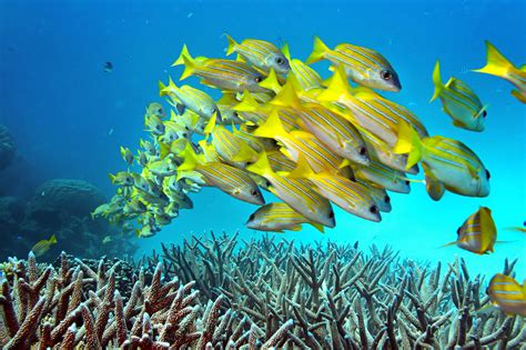 It remains the largest living thing that can be seen from space. No, the Great Barrier Reef in Australia is NOT dead. But ...