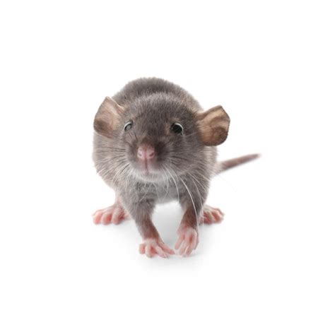 Premium Photo Small Fluffy Brown Rat On White Background