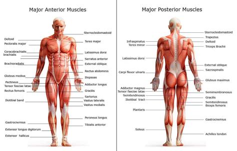 Sheet containing names of each of the muscles. All of the major muscle groups on both the front and back ...