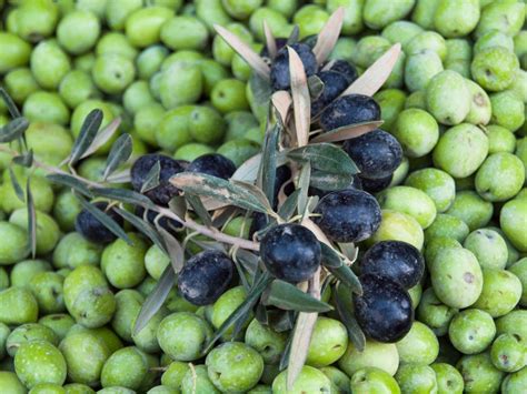 11 Types Of Olive Trees To Know And Grow
