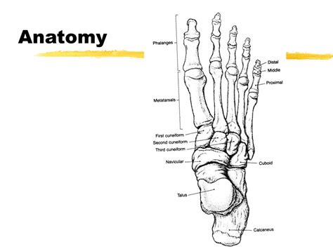 Ppt Foot And Ankle Powerpoint Presentation Free Download Id152712