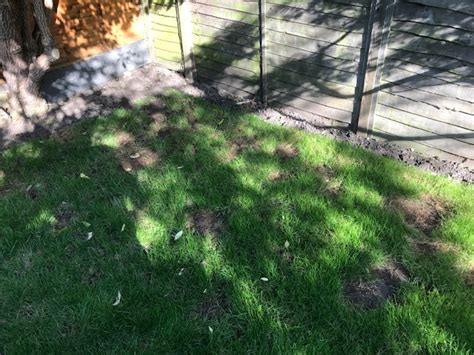 Reseeding Dead Patches On Lawn — Bbc Gardeners World Magazine