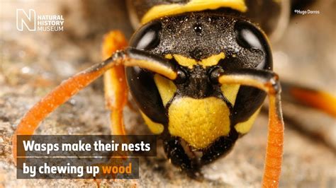 Why Do Wasps Build Nests Natural History Museum Youtube