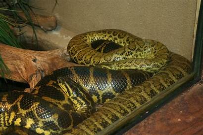 Anaconda Yellow Snakes Snake Wallpapers Dangerous Jungle
