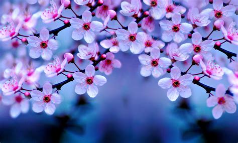 Cherry Blossoms Wallpapers Wallpaper Cave