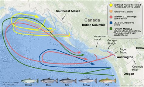 Pacific Salmon Treaty And The Pacific Salmon Commission Noaa Fisheries