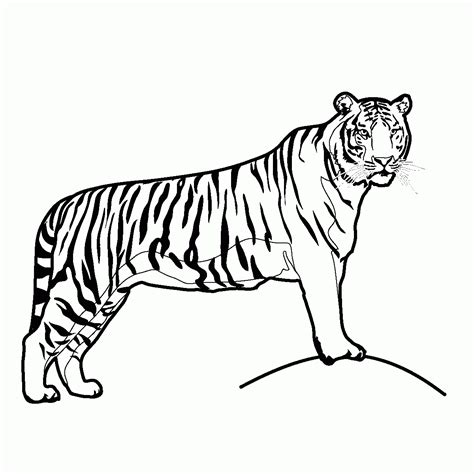 Tiger Ausmalbilder And Malvorlagen 100 Kostenlos