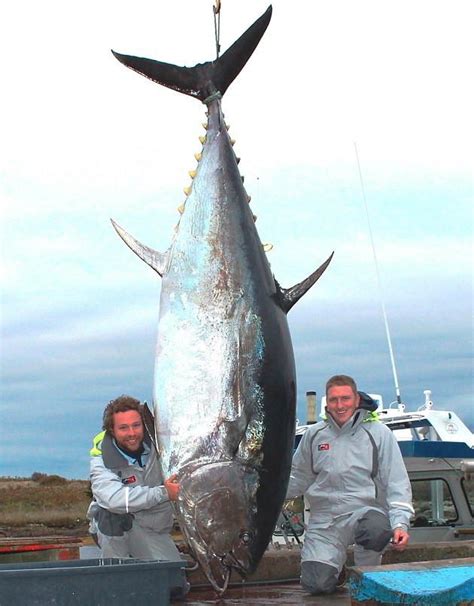 Big Fishes Of The World Tuna Bluefin Thunnus Thynnus