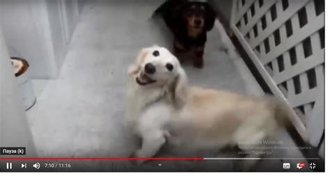Top 10 Dog Barking Videos Compilation 2020 ♥ Dog Barking Sound Funny