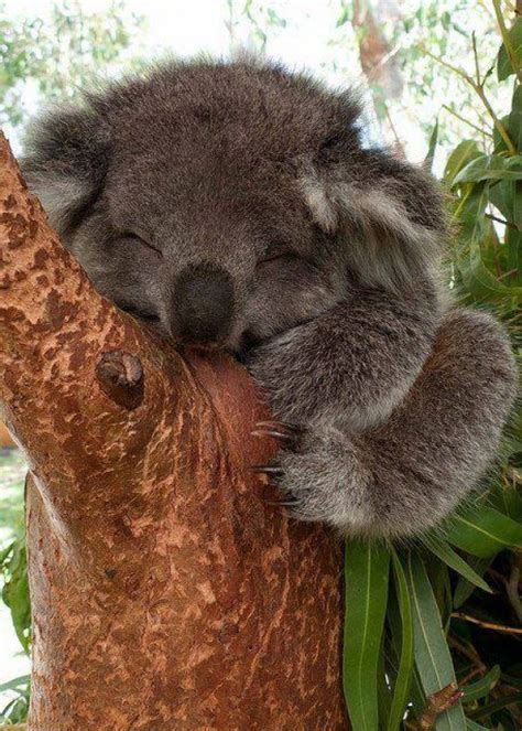 Koala Cutest Paw Adorable Baby Animals Pinterest