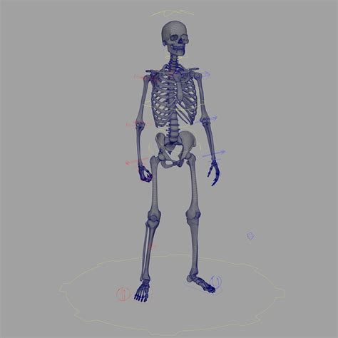 3d Model Rigged Skeleton Skeletal System Skeleton Rig Vr Ar Low