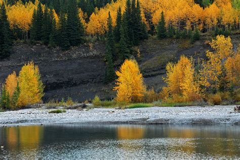 Where To See Alberta Larch Trees In Fall Photos Huffpost Alberta