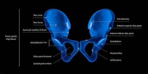 Infographic Diagram Of Human Hip Bone Or Pelvic Girdle Anatomy System