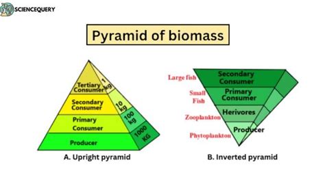 What Is Pyramid Of Biomass Definition And Description Science Query