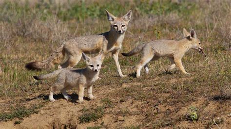 Photos Cute Kit Foxes In California