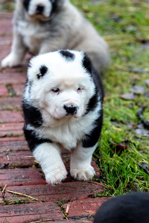 Central Asian Shepherd Puppies For Sale Central Asian Shepherd Dog