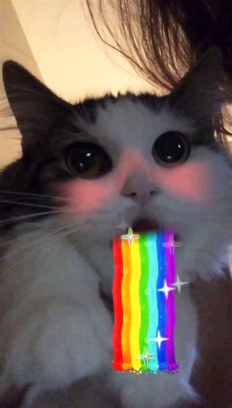 People Are Using Snapchat Filters On Their Pets And We Cant Even Deal