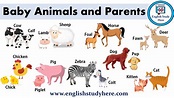 Baby Animals And Their Parents List