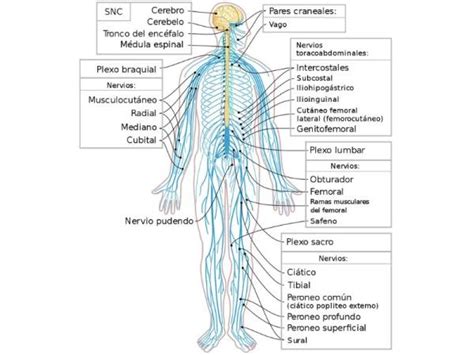 Sistema Nervioso SomÁtico Qué Es Y Función ¡con ImÁgenes