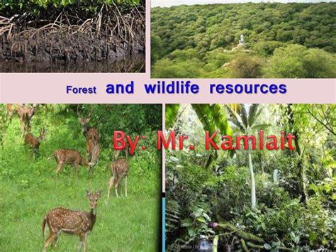 forests and wildlife resources class 10 geography