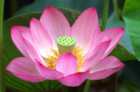 Nelumbo Nucifera View On Black Kazuna Flickr