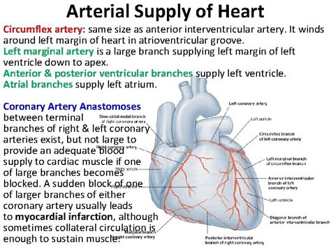 The left and right coronary arteries occasionally arise by a common trunk, or their number may be increased to three; Number Of Diagonal Arteries - The main coronary arteries ...