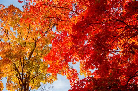 Autumn Maple Trees Stock Image Image Of Leaf Autumn 78882665