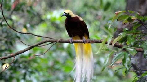 Jaga Keanekaragaman Hayati Burung Endemik Papua Kembali Dilepaskan Ke