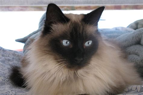 Balinese Cat Cats Cats And More Cats
