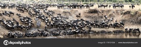 Herds Zebra Wildebeest Leaping Mara River Kenya Africa Migration Season